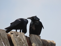 Corvus imparatus