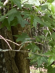 Liquidambar styraciflua image