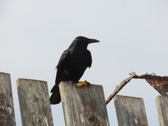 Corvus imparatus