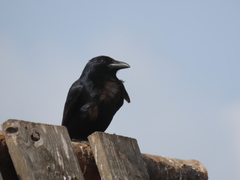 Corvus imparatus