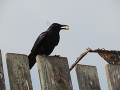Corvus imparatus