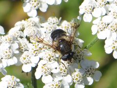 Eristalis rupium