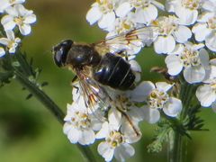 Eristalis rupium