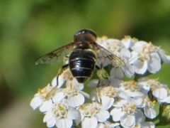 Eristalis rupium