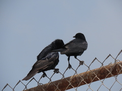 Corvus imparatus