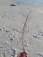 Antillogorgia bipinnata