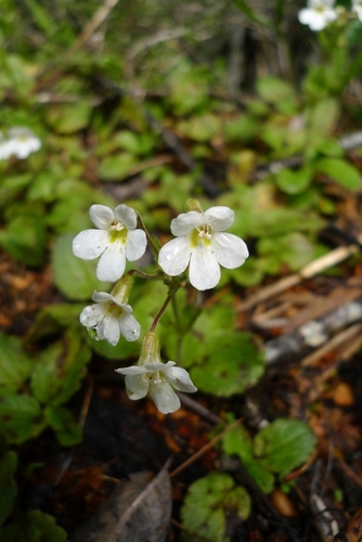 Ourisia macrophylla Hook.