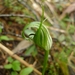 Pterostylis oliveri - Photo (c) Leon Perrie,  זכויות יוצרים חלקיות (CC BY-NC-SA), uploaded by Leon Perrie