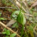 Pterostylis oliveri - Photo (c) Leon Perrie, osa oikeuksista pidätetään (CC BY-NC-SA), lähettänyt Leon Perrie