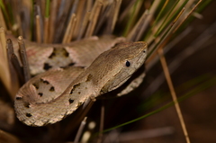 Bothrops moojeni