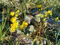 Caltha palustris