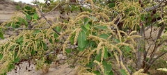 Terminalia arjuna