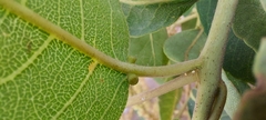 Terminalia arjuna