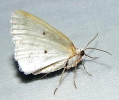 Lomographa glomeraria