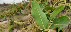 Terminalia arjuna