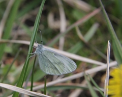 Leptidea juvernica
