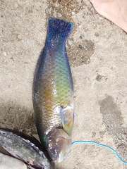 Halichoeres brasiliensis