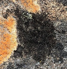 Pseudephebe pubescens