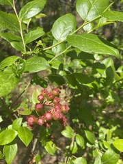 Vaccinium fuscatum image