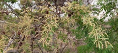 Terminalia arjuna