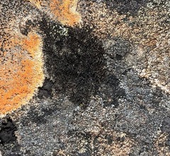 Pseudephebe pubescens