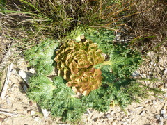 Arctopus monacanthus