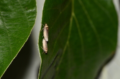 Sordana