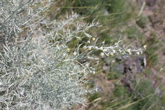 Artemisia rutifolia