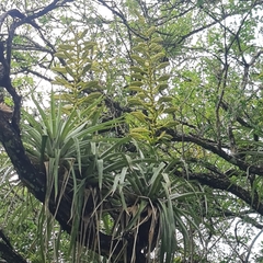 Tillandsia oerstediana