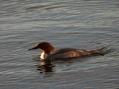 Mergus merganser