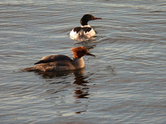 Mergus merganser