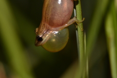 Scinax fuscomarginatus