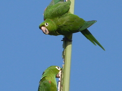 Psittacara chloropterus