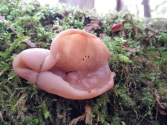 Gyromitra perlata