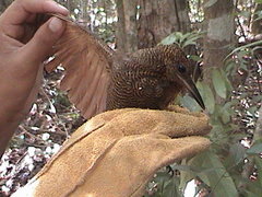 Dendrocolaptes sanctithomae