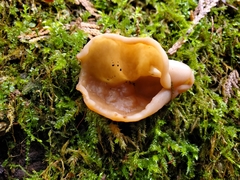Gyromitra perlata
