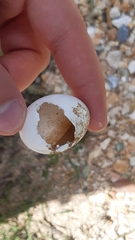 Caprimulgiformes
