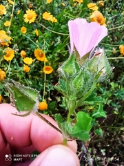 Malva hispanica