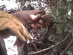 Dendrocolaptes sanctithomae