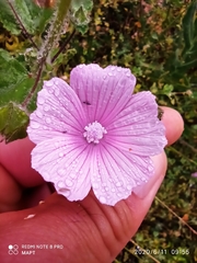 Malva hispanica