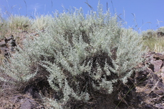 Artemisia rutifolia