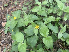 Calyptocarpus vialis