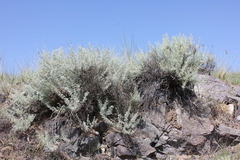 Artemisia rutifolia