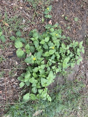 Calyptocarpus vialis