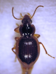 Trichopsida pretiosa