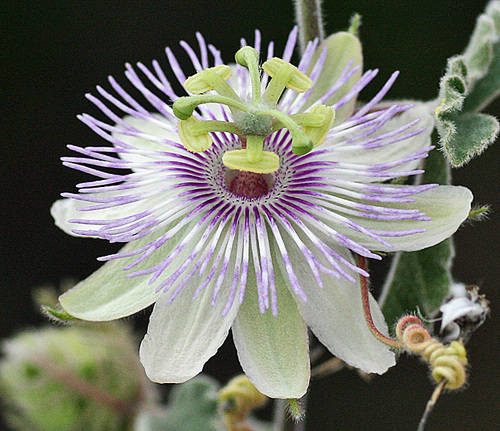 desert passionflower (Passiflora arida)