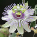 Passiflora pentaschista - Photo (c) jrebman, some rights reserved (CC BY-NC), uploaded by jrebman