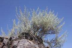 Artemisia rutifolia
