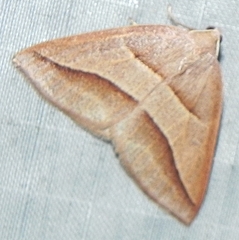 Petrophora divisata