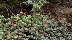 Sedum spathulifolium